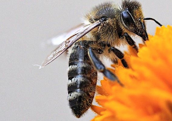 ABEILLES NOIRES – Repeuplement en vue dans les Landes de Gascogne